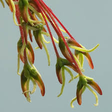 Attēlu rezultāti vaicājumam “Acer negundo female flower”