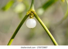 Attēlu rezultāti vaicājumam “Viscum album fruit”