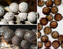 Attēlu rezultāti vaicājumam “Diderma chondrioderma spores”