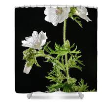 Image result for Malva moschata alba