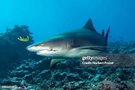 Image result for Negaprion acutidens