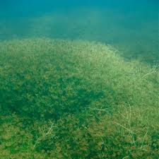 Attēlu rezultāti vaicājumam “Chara tomentosa”