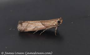 Attēlu rezultāti vaicājumam “Nyctegretis lineana”