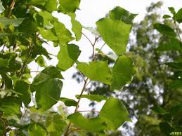 Attēlu rezultāti vaicājumam “Populus nigra”