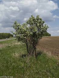 Attēlu rezultāti vaicājumam “Crataegus chrysocarpa”