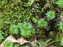 Attēlu rezultāti vaicājumam “Rhodobryum roseum”