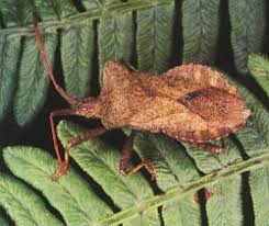 Attēlu rezultāti vaicājumam “Heteroptera”