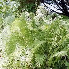 Attēlu rezultāti vaicājumam “Matteuccia struthiopteris”