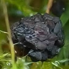 Attēlu rezultāti vaicājumam “Physarum confertum”