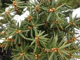 Attēlu rezultāti vaicājumam “Taxus”