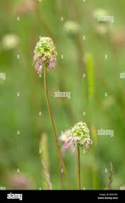 Attēlu rezultāti vaicājumam “Poterium sanguisorba flower”