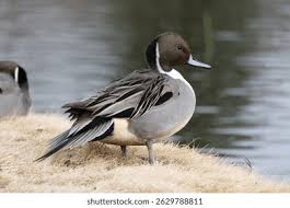 Image result for Anas acuta