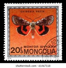 Attēlu rezultāti vaicājumam “Catocala pacta”