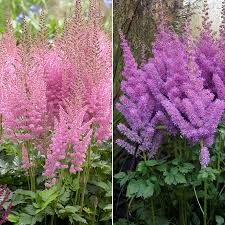 Image result for Astilbe