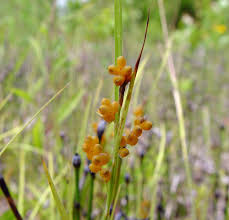 Attēlu rezultāti vaicājumam “Carex arenaria  fruit”