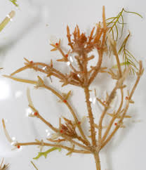 Attēlu rezultāti vaicājumam “Chara tomentosa”