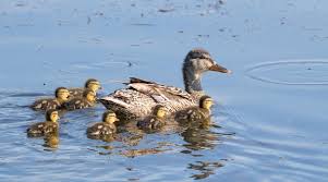 Attēlu rezultāti vaicājumam “Anas platyrhynchos female”