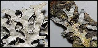 Attēlu rezultāti vaicājumam “Hypocenomyce friesii”