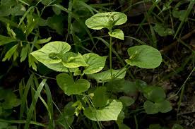 Attēlu rezultāti vaicājumam “Viola mirabilis leaf”