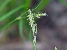 Attēlu rezultāti vaicājumam “Carex lepidocarpa fruit”