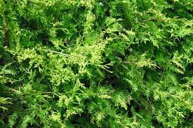 Attēlu rezultāti vaicājumam “Thuja occidentalis leaf”