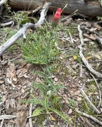 Attēlu rezultāti vaicājumam “Cirsium x rigens flower”