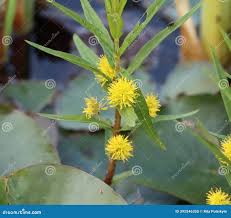 Attēlu rezultāti vaicājumam “Lysimachia thyrsiflora”