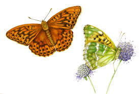 Attēlu rezultāti vaicājumam “Argynnis paphia”