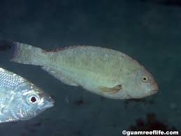 Image result for Calotomus carolinus