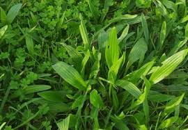 Attēlu rezultāti vaicājumam “Scirpus sylvaticus fruit”