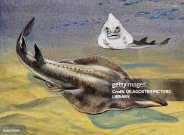 Image result for Rhinobatos rhinobatos