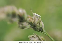 Attēlu rezultāti vaicājumam “Stenotus binotatus female”