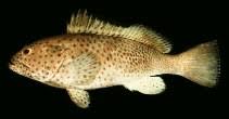 Image result for Epinephelus adscensionis