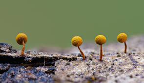 Attēlu rezultāti vaicājumam “Physarum viride var. aurantium macro”