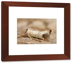 Attēlu rezultāti vaicājumam “Clostera pigra”