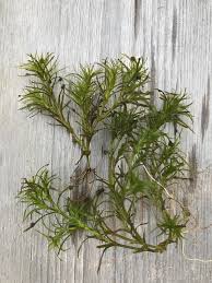 Attēlu rezultāti vaicājumam “Najas flexilis leaf”