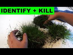 Attēlu rezultāti vaicājumam “Poa trivialis”