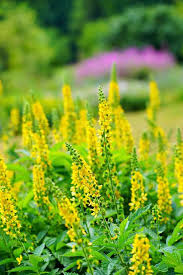 Image result for Agrimonia eupatoria