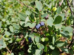 Attēlu rezultāti vaicājumam “Vaccinium uliginosum leaf”