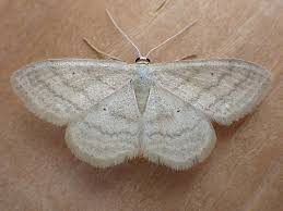 Attēlu rezultāti vaicājumam “Geometridae”