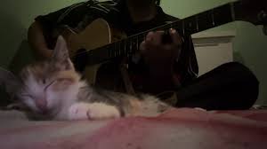 Image result for Cat sleeping in guitar