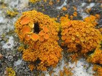 Attēlu rezultāti vaicājumam “Xanthoria fulva”