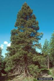 Attēlu rezultāti vaicājumam “Pseudotsuga menziesii var. glauca”