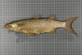 Image result for Mugil curema