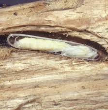 Attēlu rezultāti vaicājumam “Ammophila sp.”