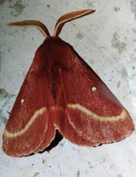 Attēlu rezultāti vaicājumam “Lasiocampa trifolii male”