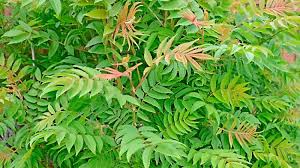 Attēlu rezultāti vaicājumam “Sorbaria sorbifolia bud”