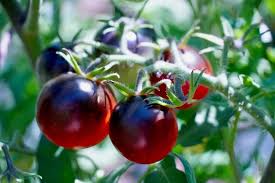Afbeeldingsresultaat voor black cherry tomato