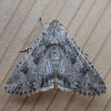 Attēlu rezultāti vaicājumam “Hadula trifolii”