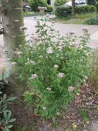 Attēlu rezultāti vaicājumam “Eupatorium cannabinum leaf”